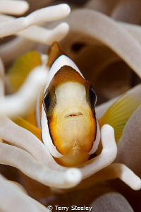 Peek-a-Boo! Clown fish and anemone. by Terry Steeley 